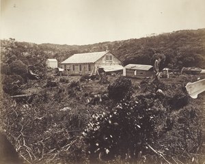 ヴィーナス遠征のドイツ航路、オークランド諸島、1874-75（アルブメンプリント） 作： Dr. Guido Wolfram